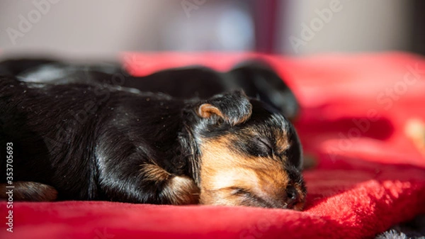 Fototapeta 
Little yorkshire terrier puppy, black and red asleep on a red duvet, close-up