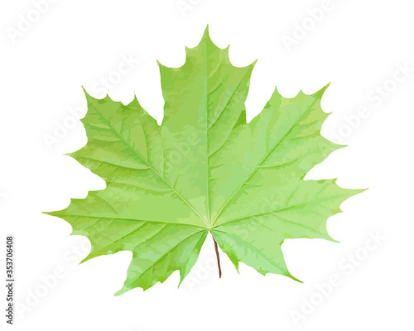 Obraz Green maple leaf isolated on white background. Illustration.