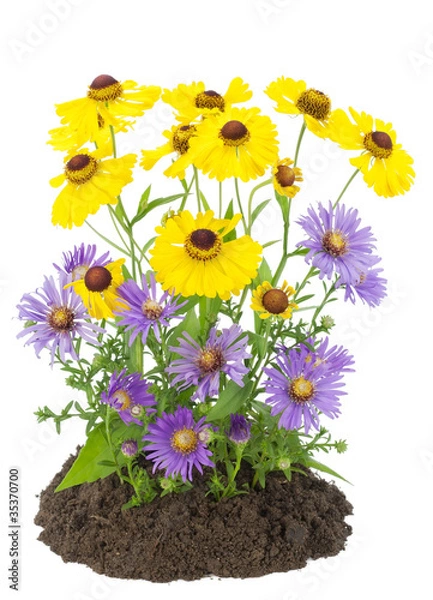 Obraz Bush of yellow and violet autumn flowers