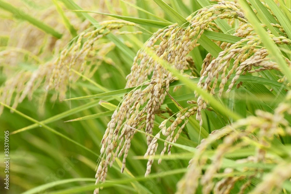 Obraz 稲穂