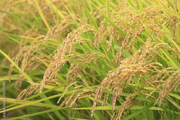 Obraz 稲穂