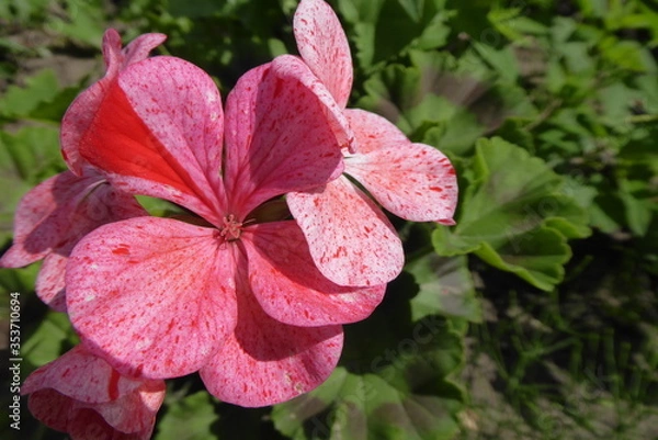 Obraz red spotted geranium with a green background
