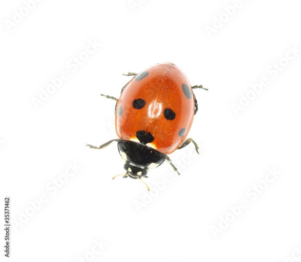 Fototapeta ladybug
