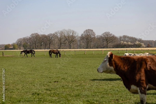 Fototapeta Pferde und Kühe auf der selben Weide