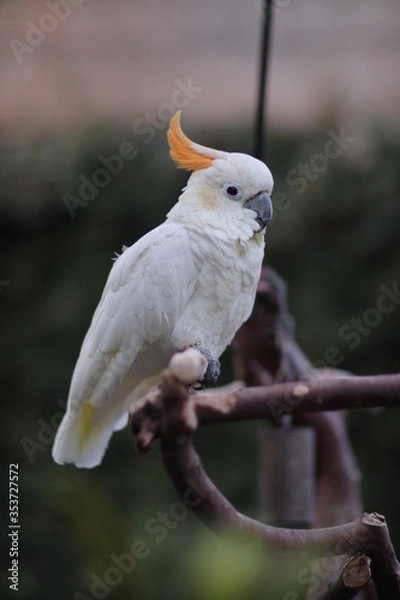 Obraz white parrot on a branch