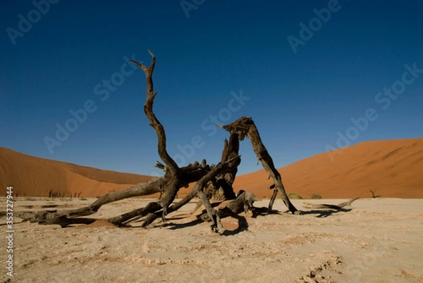 Obraz dead tree in the desert