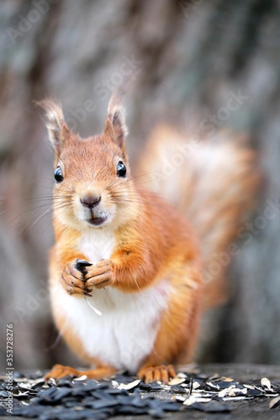 Fototapeta Red squirrel eats sunflower seeds sitting on a hemp. A close-up.