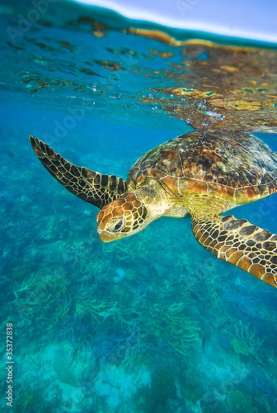 Obraz アオウミガメ