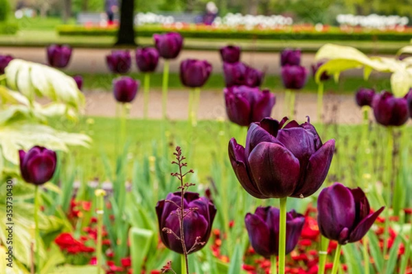 Obraz Tulips