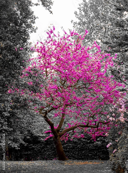 Obraz Pink tree