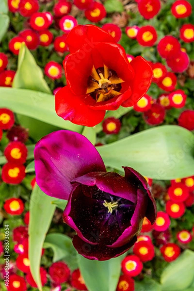 Obraz Tulips