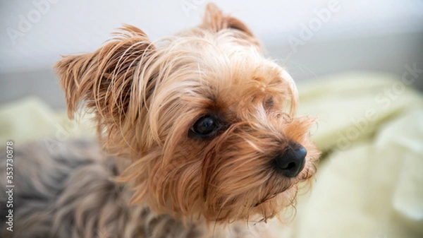 Obraz Portrait of a Yorkshire terrier dog, light red