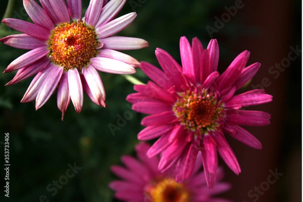 Obraz pink daisy flower