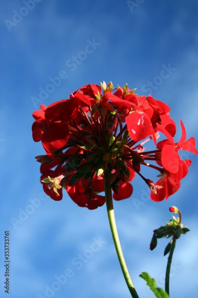 Obraz red flower against blue sky