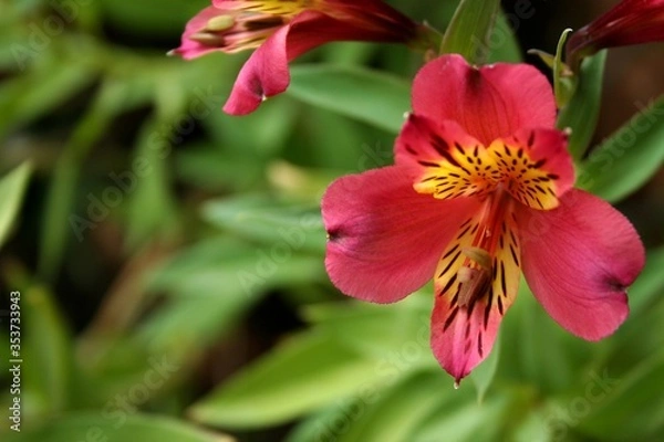 Obraz pink and yellow flower