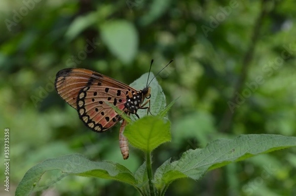 Obraz butterfly on a leaf