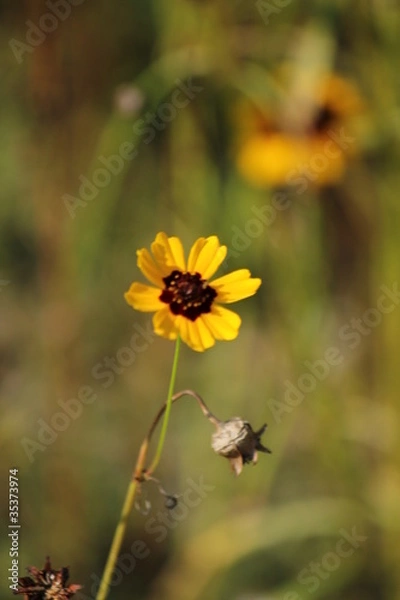 Obraz 黄色のデイジー畑