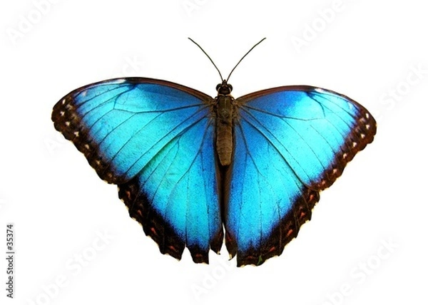 Fototapeta niebieski