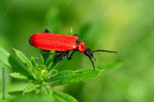 Fototapeta Red Insect