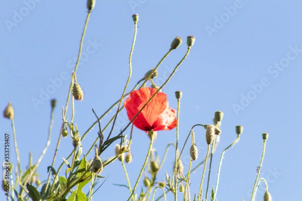 Obraz Coquelicots en fleur