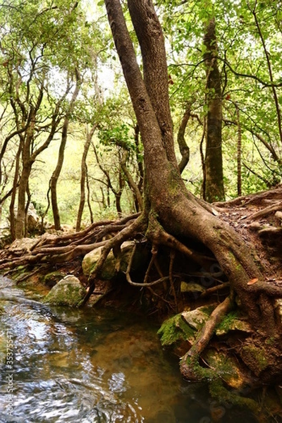 Obraz Le gardien des sources
