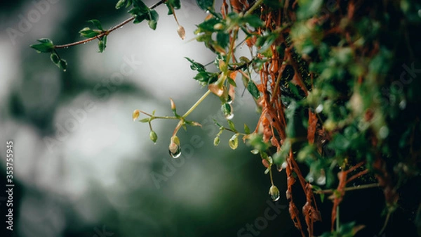 Obraz Nature Wallpaper 4K