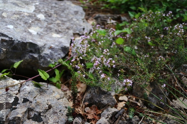Obraz Thym sur un mur de rocaille 3