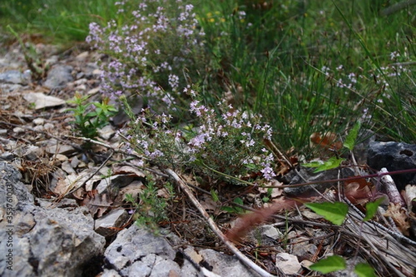 Obraz Thym sur un mur de rocaille 1