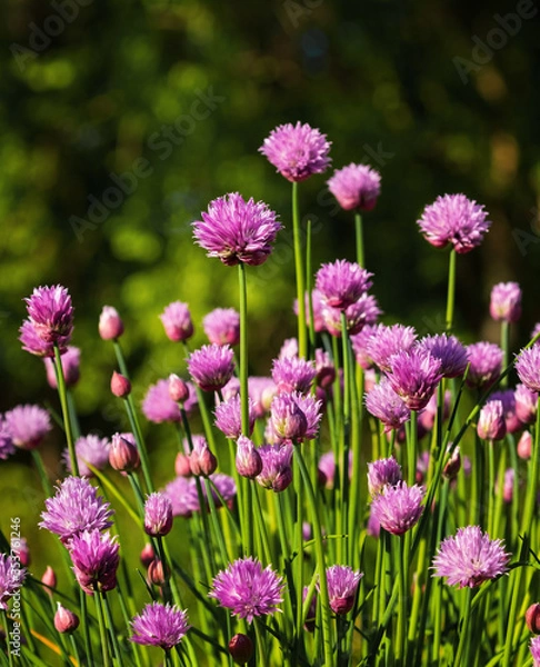 Obraz Chives in Bloom
