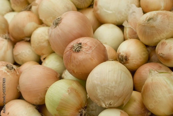 Obraz onions