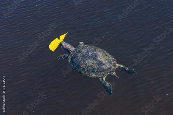 Obraz Turtle in a lake.