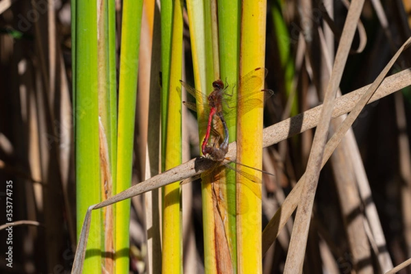 Obraz Dragonflies in nature.