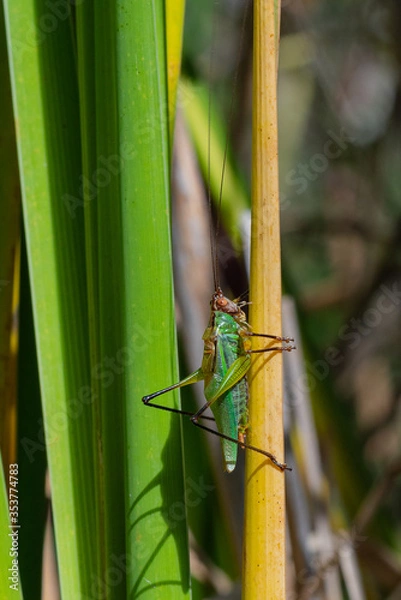 Obraz Grasshopper hiding in the grass.
