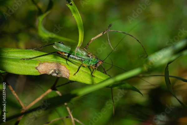 Obraz Grasshopper hiding in the grass.
