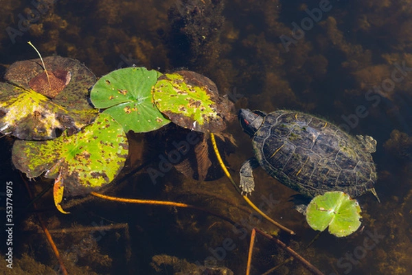 Obraz Turtle in a lake.