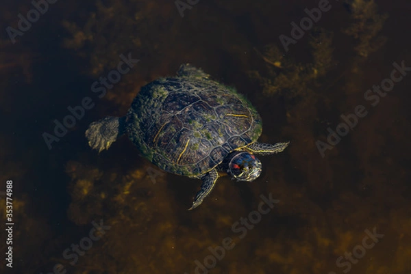 Obraz Turtle in a lake.