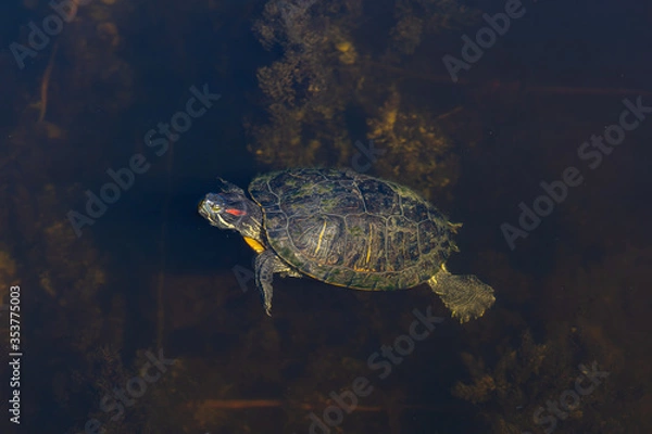 Obraz Turtle in a lake.