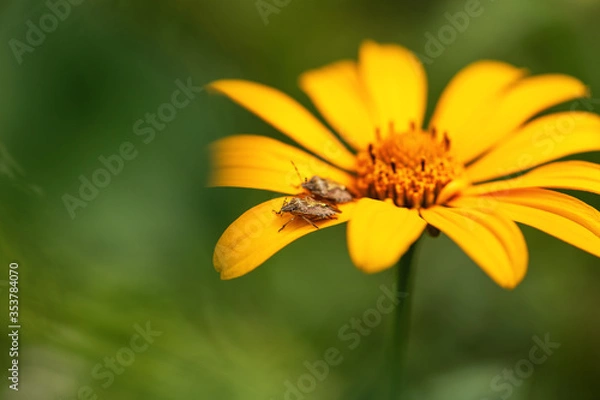 Fototapeta .A  bug sits on a yellow flower on a green background with a sun glare. Dolycoris baccarum. Macro photo of an insect bedbug.