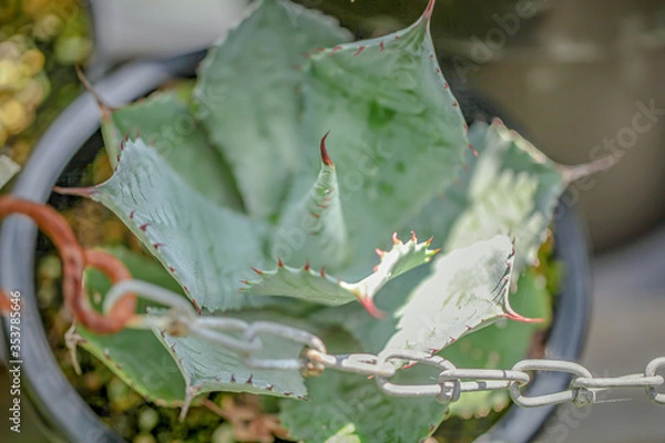 Obraz ロゼット型のアガベ・雷神/ポタトルム/Agave potatorum