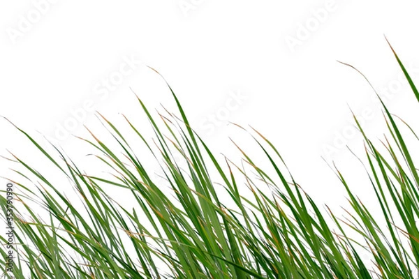 Fototapeta Long green grass and reeds isolated on white background with clipping path and copy space.