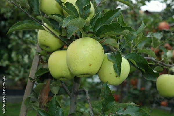 Fototapeta green apples on a tree