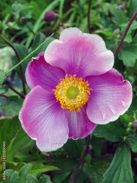 Obraz Anemone du Japon