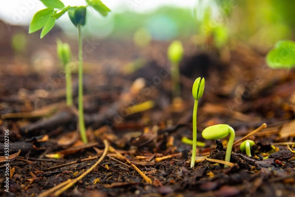 Obraz Sapling growing from the ground