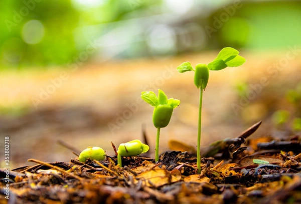 Obraz Sapling growing from the ground