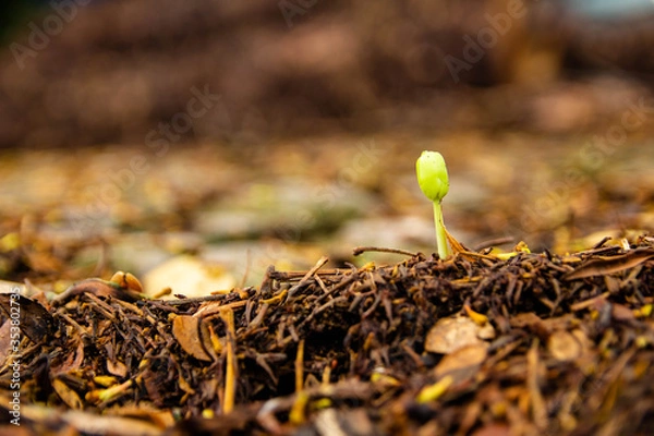 Obraz Sapling growing from the ground