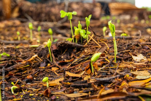 Obraz Sapling growing from the ground