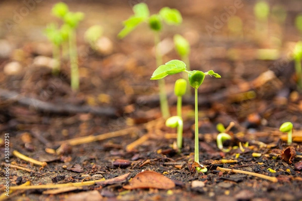 Obraz Sapling growing from the ground
