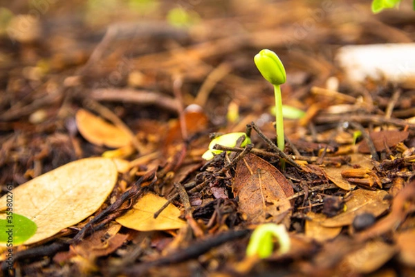 Obraz Sapling growing from the ground