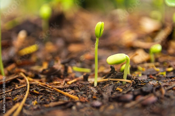 Obraz Sapling growing from the ground