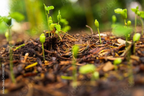 Obraz Sapling growing from the ground
